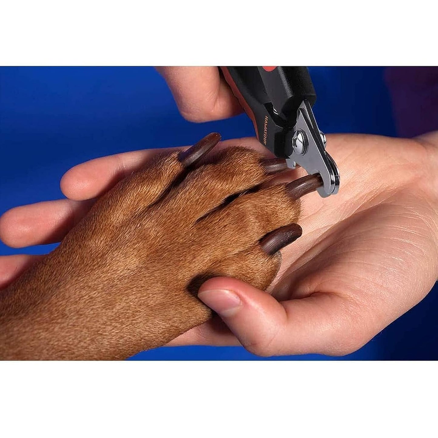 Petstrack Professional Animal Nail Cutter Clipper Trimmer Filer for Small, Medium and Large Dogs, Puppies, Cats and Kittens Claw Grooming Tool Set
